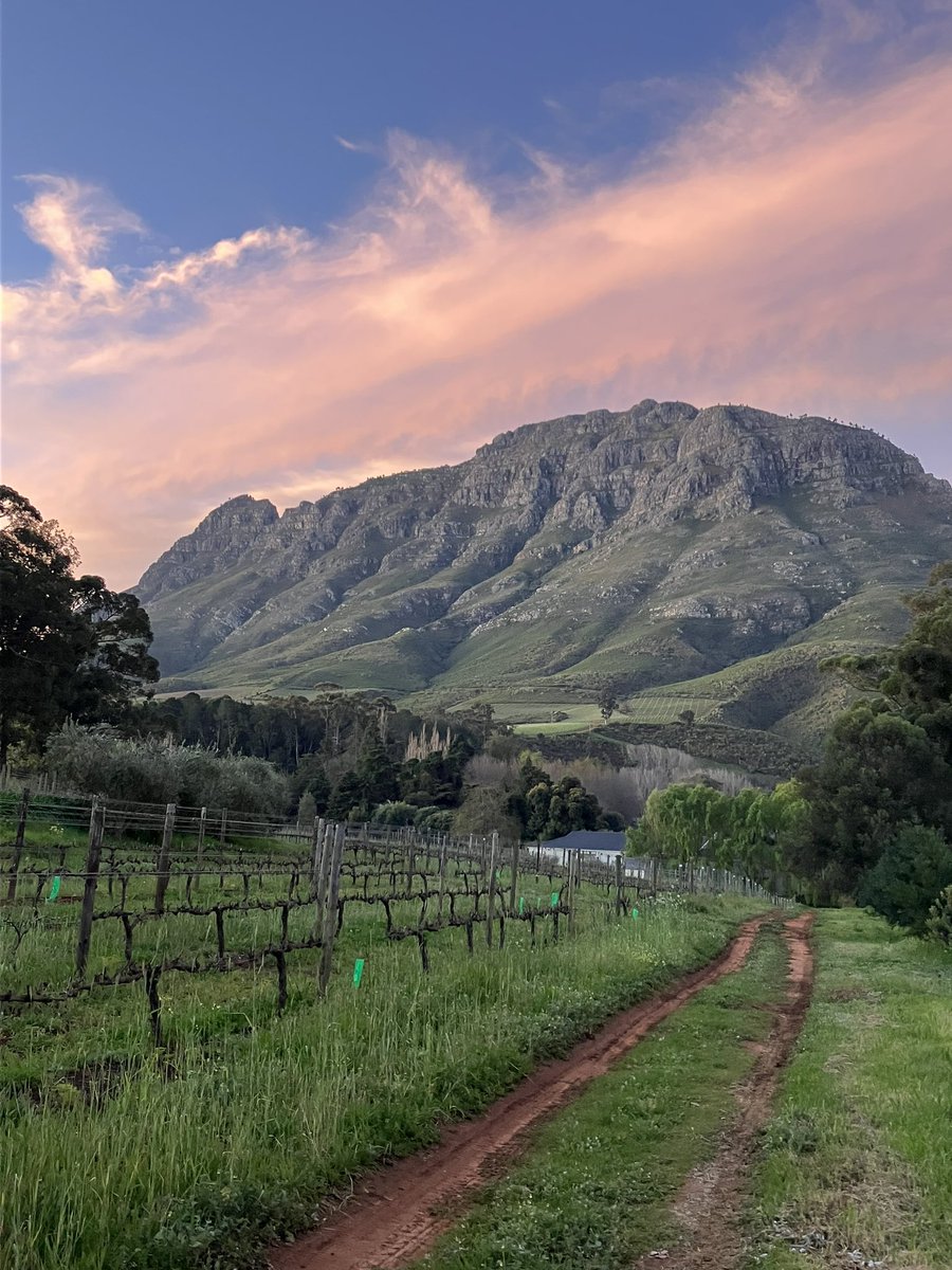 tomwebbsa's tweet photo. Stunning evening on the farm #thelemawines @ThelemaWines https://t.co/KqHxwbEiSG