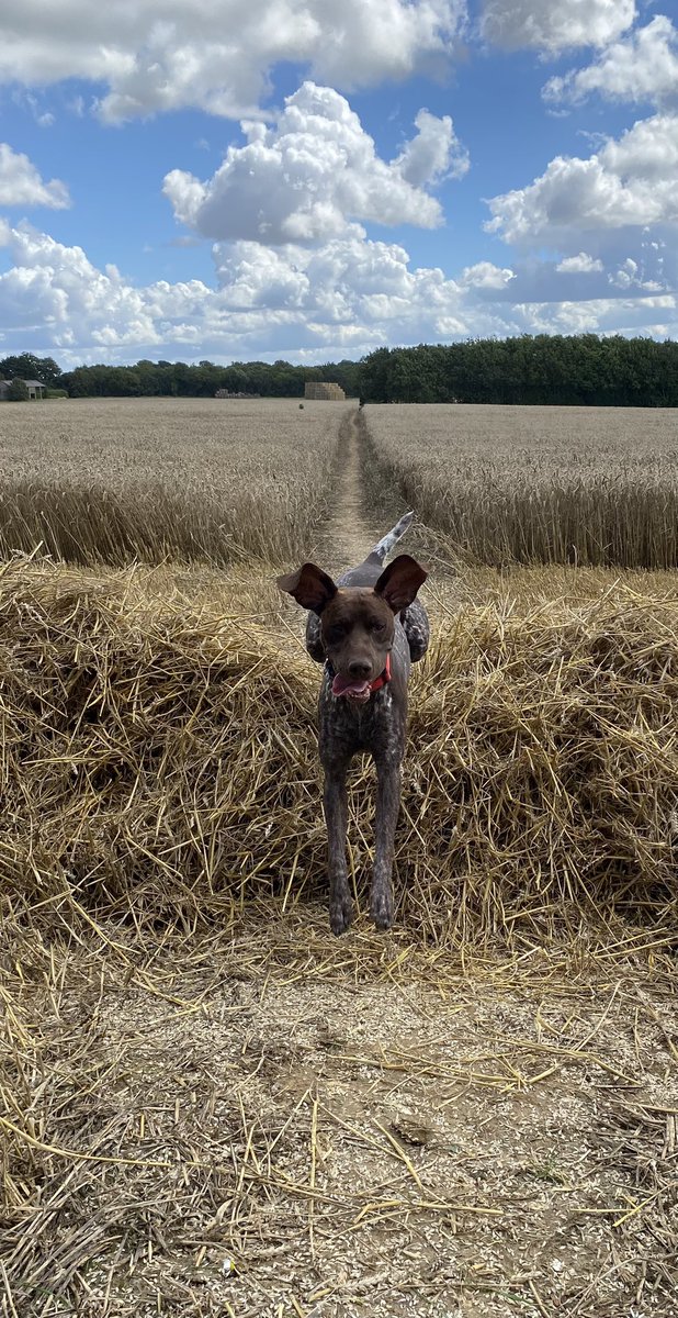 Hoomouse's tweet photo. @RichPreston @BBCNews Walkies… lots of them now! https://t.co/4jnpSQwkxe