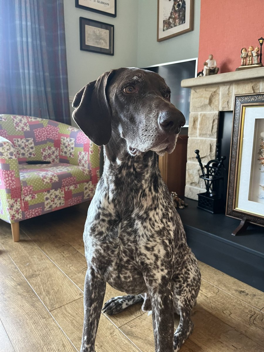 Ghutchie3's tweet photo. Happy 8th birthday! 🎂🎉🥂🐶 #dog #dogson #birthday #bestboy https://t.co/NhaOQjwFk9