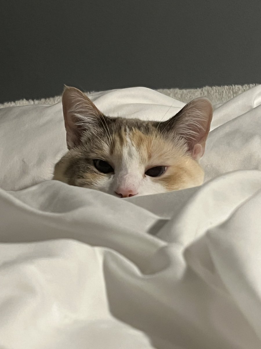 fatfatpankocat's tweet photo. She doesn’t even know I got up leave for a few days 😭 https://t.co/64cEvADPOk