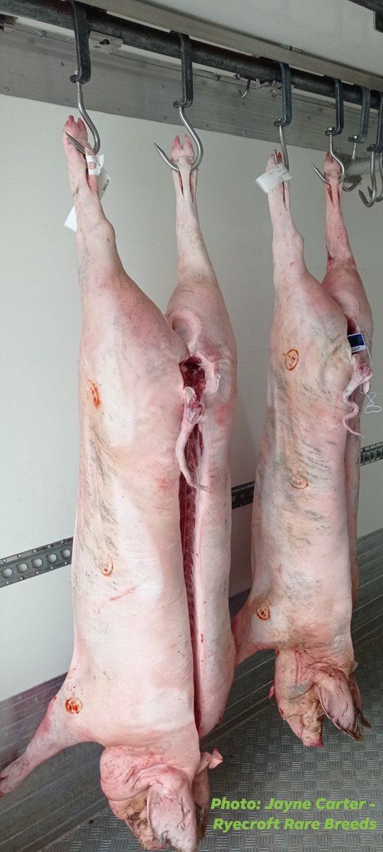OxfordPig's tweet photo. In the last year we have created a comprehensive #OSBPork carcass report that emphasises the remarkable efforts of our independent Pork producers. >5k tonnes has been produced the report is unique no other UK pedigree pig breed has undertaken such an initiative. @Mark_Spencer https://t.co/9M6ibNXGhv