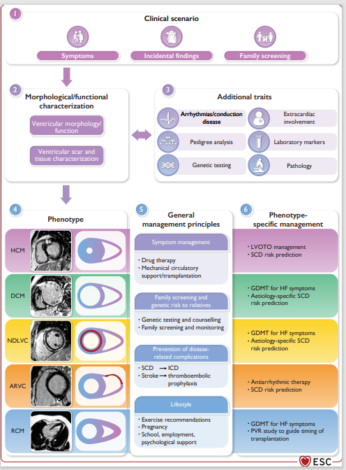 ESCardioNews's tweet photo. First international guidelines on #HeartMuscle diseases published today https://t.co/LXWLDLHGI5 #ESCCongress @arbelo_e @jpkaski https://t.co/HvP2m2ATjY