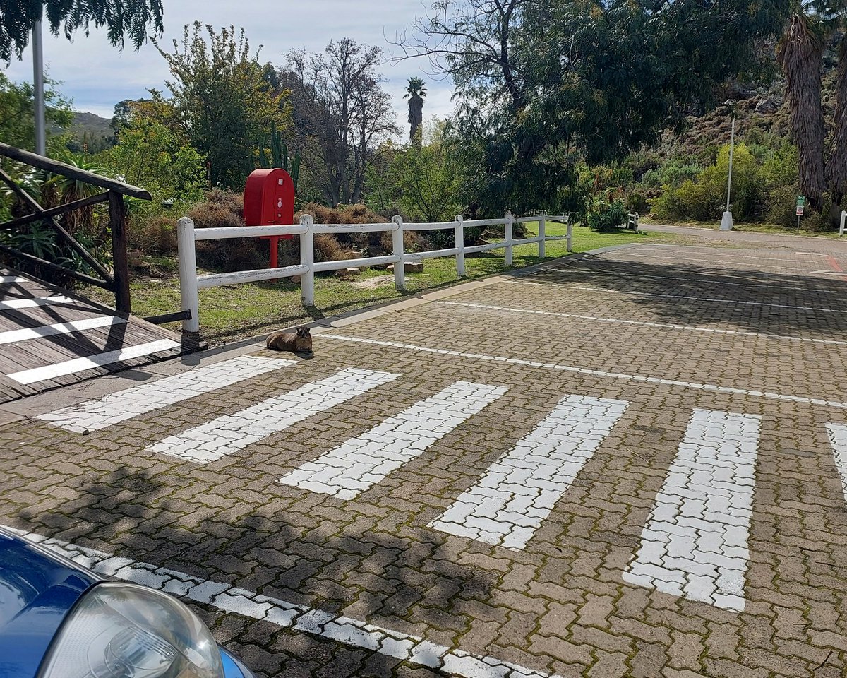 Winelands's tweet photo. So... how long do you have to wait for a dassie to cross when you come to a Dassie Crossing?
#justaskingforme #solotravel #dassies #whattodotoday 🤔 https://t.co/VIXfNknT3k