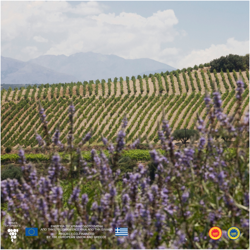 🥂Raise a glass to PDO Archanes (ΠΟΠ Αρχάνες) 🍇PDO Dafnes (ΠΟΠ Δαφνές) 🍇PDO Peza (ΠΟΠ Πεζά), 🍇PDO Candia (ΠΟΠ Χάνδακας-Candia) 🍇PDO Malvasia Handakas-Candia (ΠΟΠ Malvasia Χάνδακας-Candia) 🍇PDO Sitia (ΠΟΠ Σητεία) 🍇PDO MalvasiaSitia (ΠΟΠ Malvasia Σητείαs) wines.