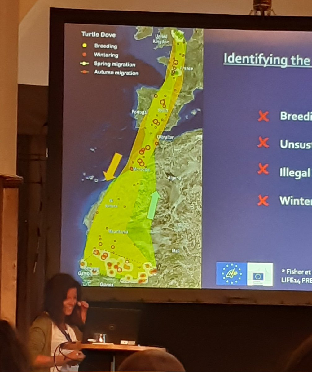 Susana Requena-Moreno talks about how Turtle Doves are tracking resources in their wintering sites and depend on riparian forest habitats #EOU2023