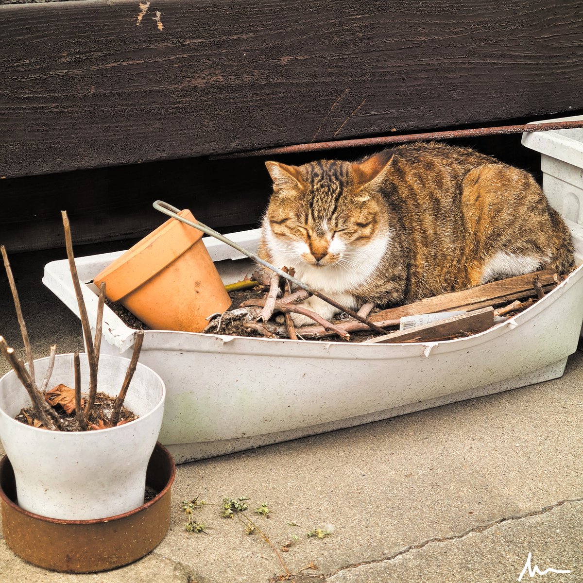 Isabwell's tweet photo. I have another #IsaInAsia photblog update for you. This one is special, as I am trying something new with my edits. Feel free to tell me, if you like it!^^
➡️ https://t.co/yIm4Z1jGCM https://t.co/PIDCDzM4zQ