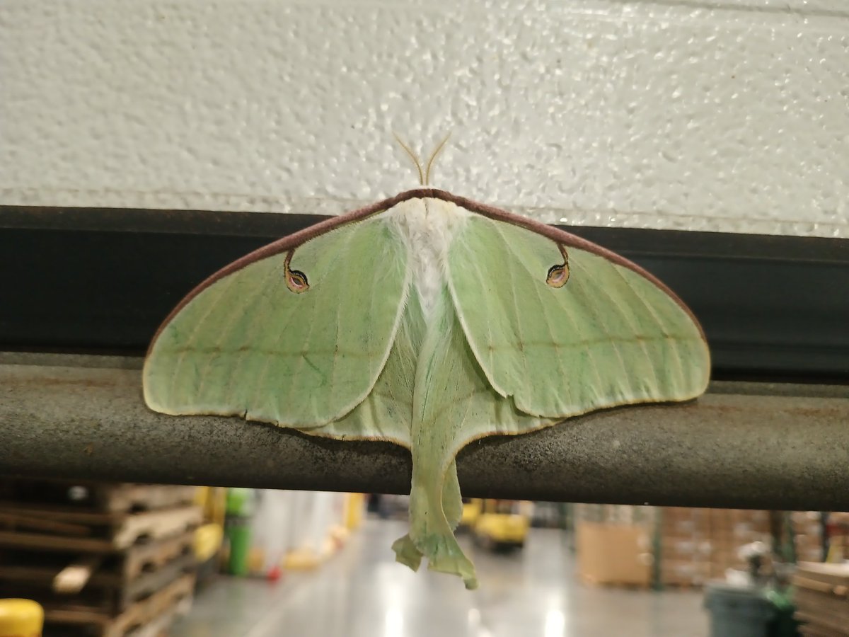 Gigantic Luna moth at work.