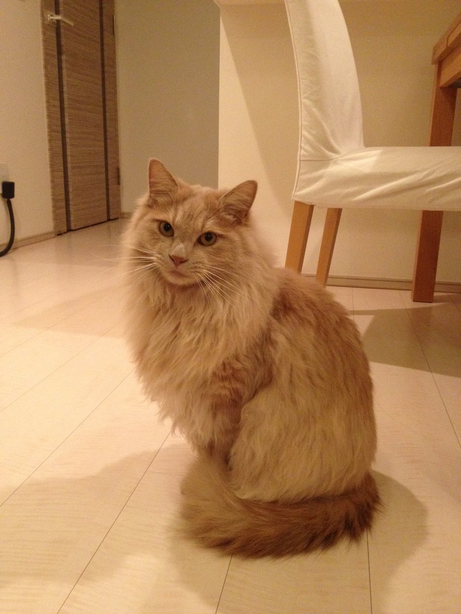 StileEffe's tweet photo. 7年前に生き別れた猫🐈の訃報が入った。
前日までピンピンしてたのに、急死だったとのこと。

子供の頃から３歳まで育てた初めての飼い猫。
自分にとっては息子同然だった。。
猫の平均寿命は15年。
10歳は早過ぎる🥲 https://t.co/Pd80L2QkLC