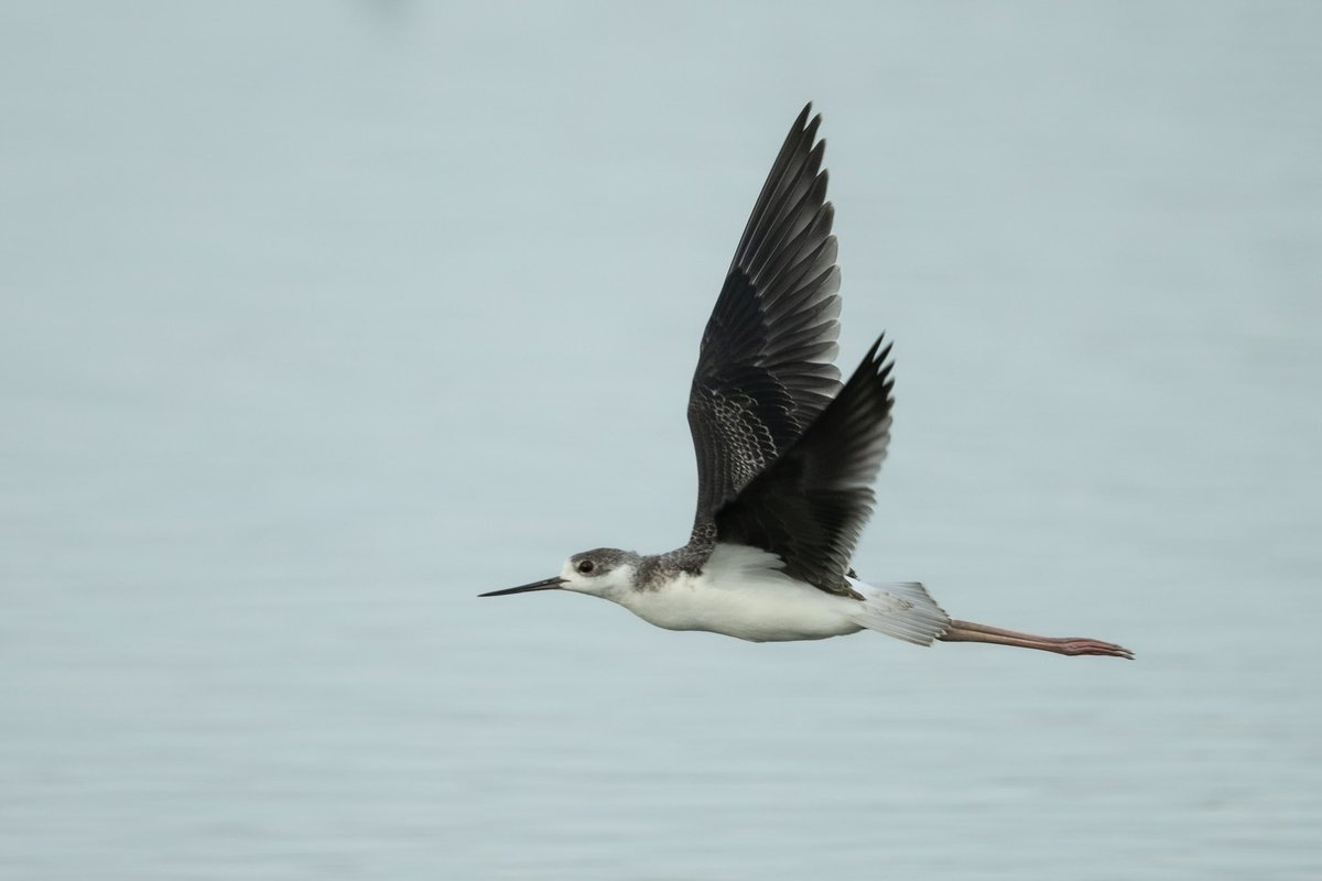 Baby Stilt @RSPBFrampton