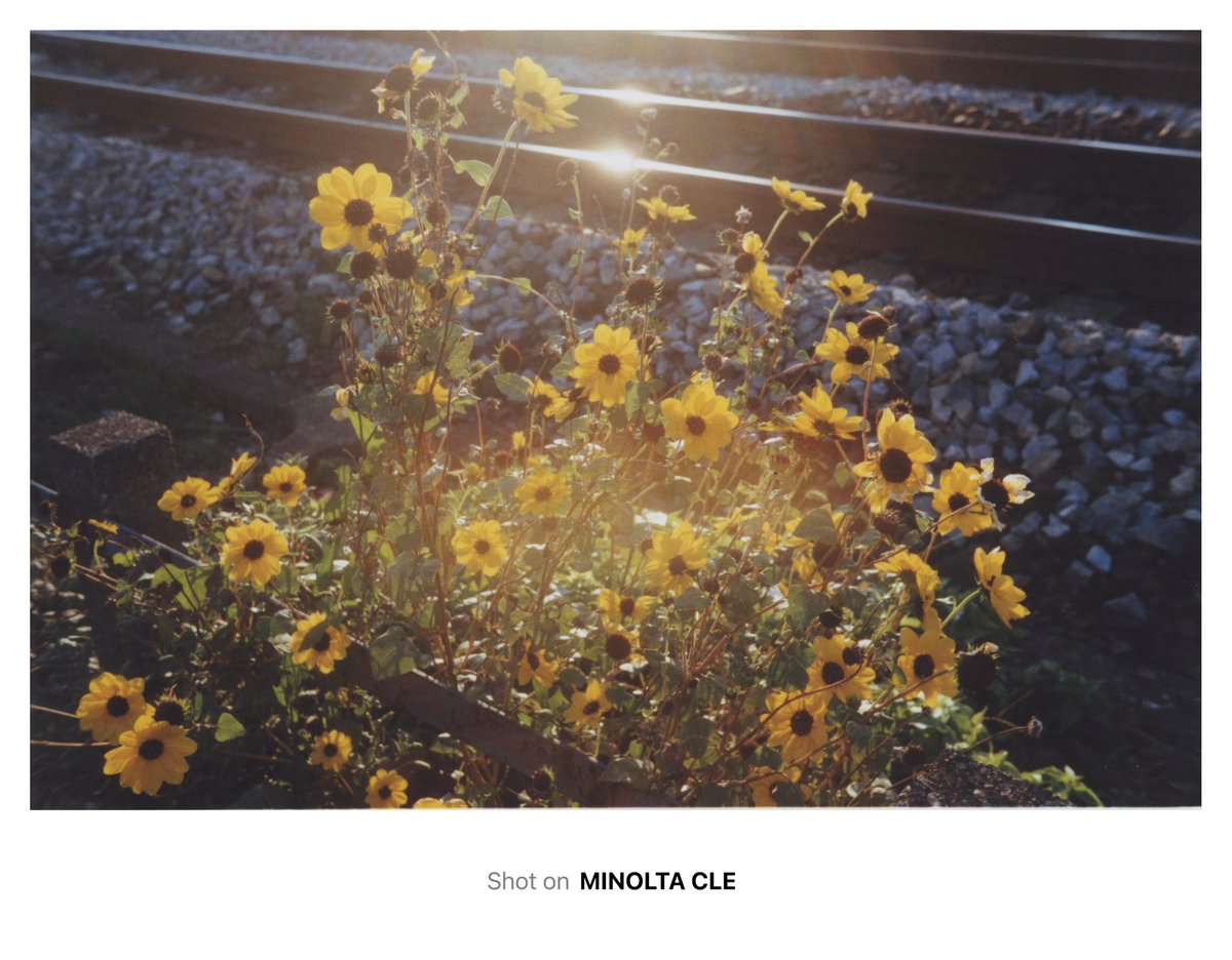 souvenir878's tweet image. nowhere
#filmphotography