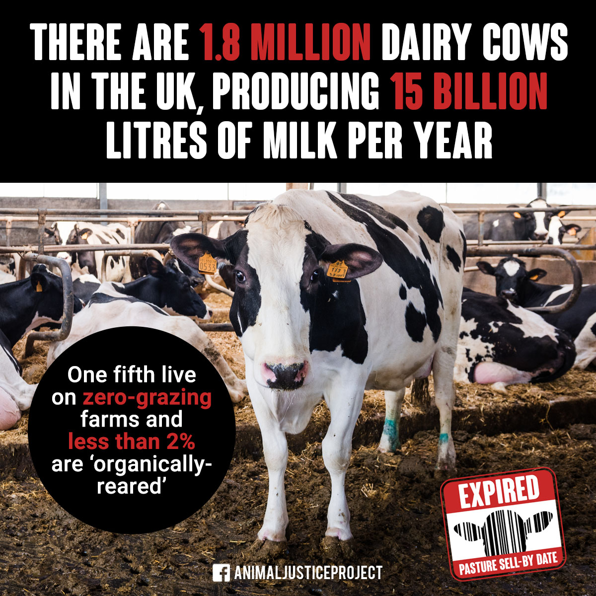 In the UK, there are 1.8 million dairy cows imprisoned on farms, producing 15 billion litres of milk per year. Less than 2% are on organic farms & 20% live on zero-grazing farms. 

dairystillkills.org
#DairyStillKills #EXPIRED #AnimalRights #DairyisScarey #DairysDirtySecret