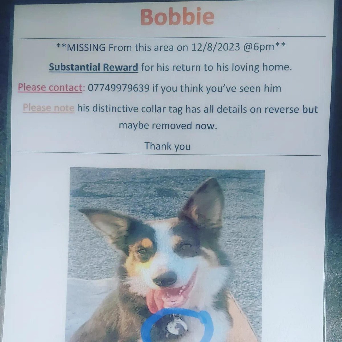 colliesontherun's tweet photo. BOBBIE LOST FROM HOME Tirgracy Road, #Antrim #BT41 NORTHERN IRELAND 12/8/23
Male/adult Tri-Colour #BorderCollie smooth/with distinctive brown/black & white markings
CHIPPED
https://t.co/YsZNHR9gUn
@RachaelB100 @JacquiSaid @juliagarland73 @thedogfinder @BitofDecorum @bs2510 https://t.co/rjtfN1cHUJ