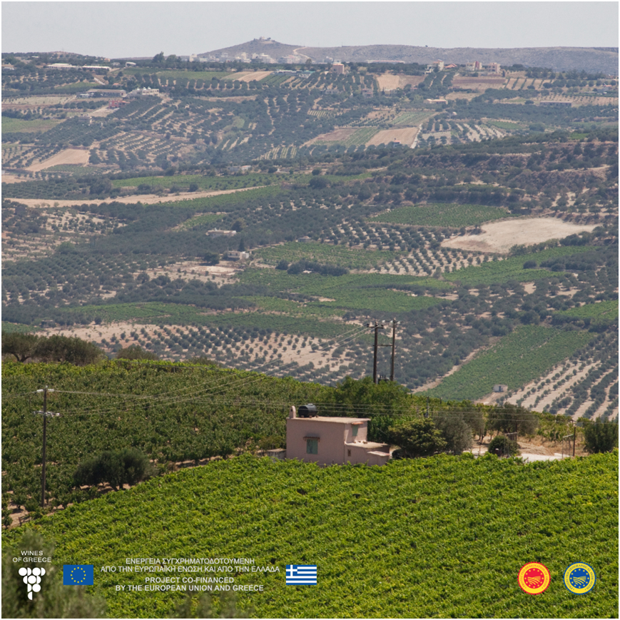 🌿 Discover the enchanting wines of PGI Chania (ΠΓΕ Χανιά)! 🍷 🏞️ Nestled in the picturesque Chania prefecture, these vineyards thrive at altitudes 30m above sea level. With warm Mediterranean climate and refreshing sea breezes (meltemia), they create a perfect balance.🌿🍇