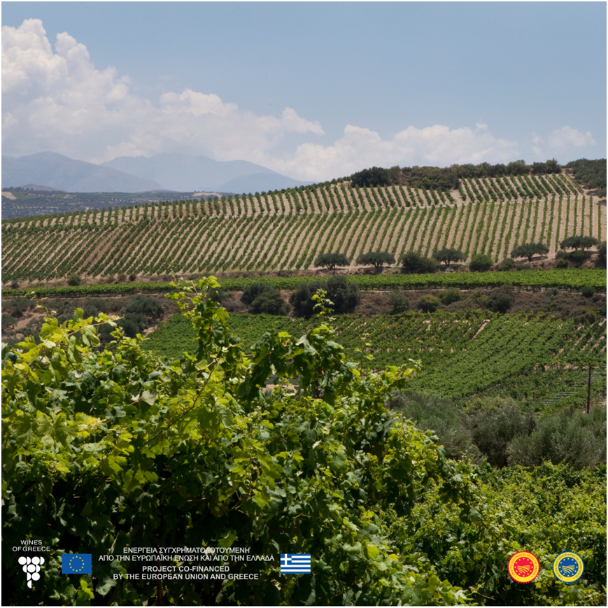 🍇 Embrace the diverse flavors of PGI Crete (ΠΓΕ Κρήτη)wines! 🌿 🍷 Experience the enchanting blend of indigenous and international grape varieties. Discover the rich tapestry of Cretan wine culture! 🌞🍇