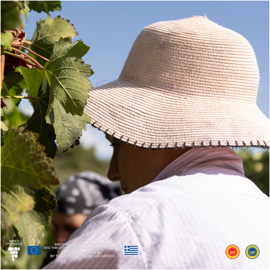 🍷 Raise your glass to the unique PGI wines of Crete! 🌿 Discover the distinct flavors of PGI Kissamos (ΠΓΕ Κίσσαμος), PGI Iraklio (ΠΓΕ Ηράκλειο), PGI Lasithi (ΠΓΕ Λασίθι), PGIRethimno (ΠΓΕ Ρέθυμνο). Cheers to the beauty of variety! 🍇🥂