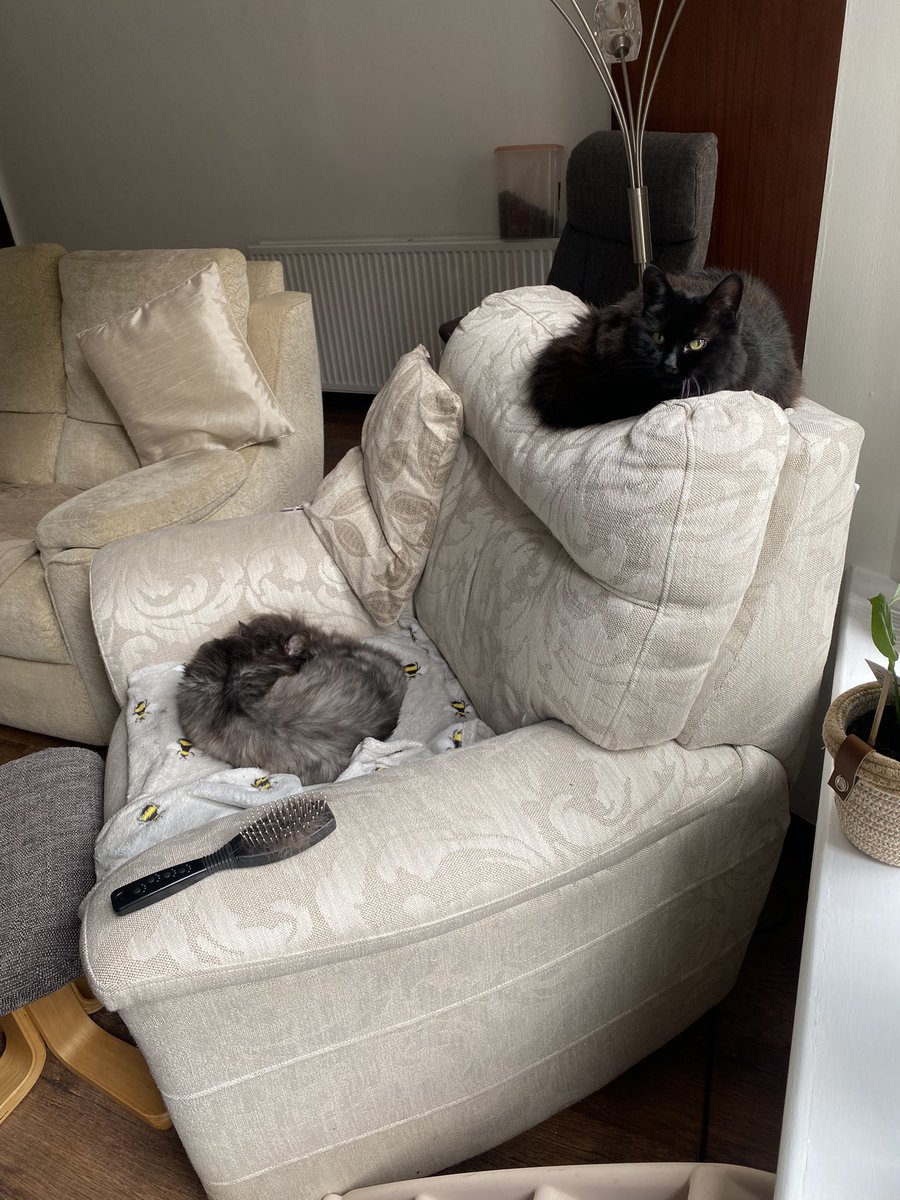 Working from home made more efficient with two on the ball supervisors at my back 🐈‍⬛🐈‍⬛ #WFH #CatsOfTwitter #ScotsLaw #LegalSecretary