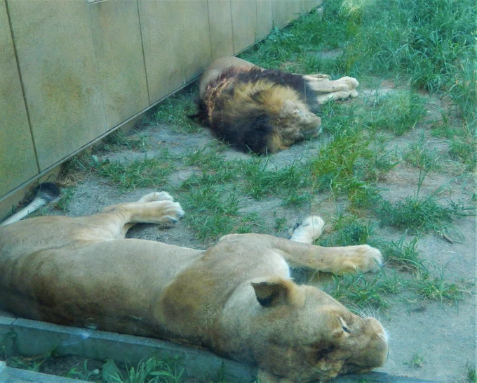 ロケハンに行くといろんな発見があります! 例えばこのシーン。 本当は動物園のハツラツとしたシーンを描きたかったのですが、実際に訪れてみると案外動物たちがダラけていました! なので、その通りに描きました!  #埼玉の女子高生ってどう思いますか #東武動物公園