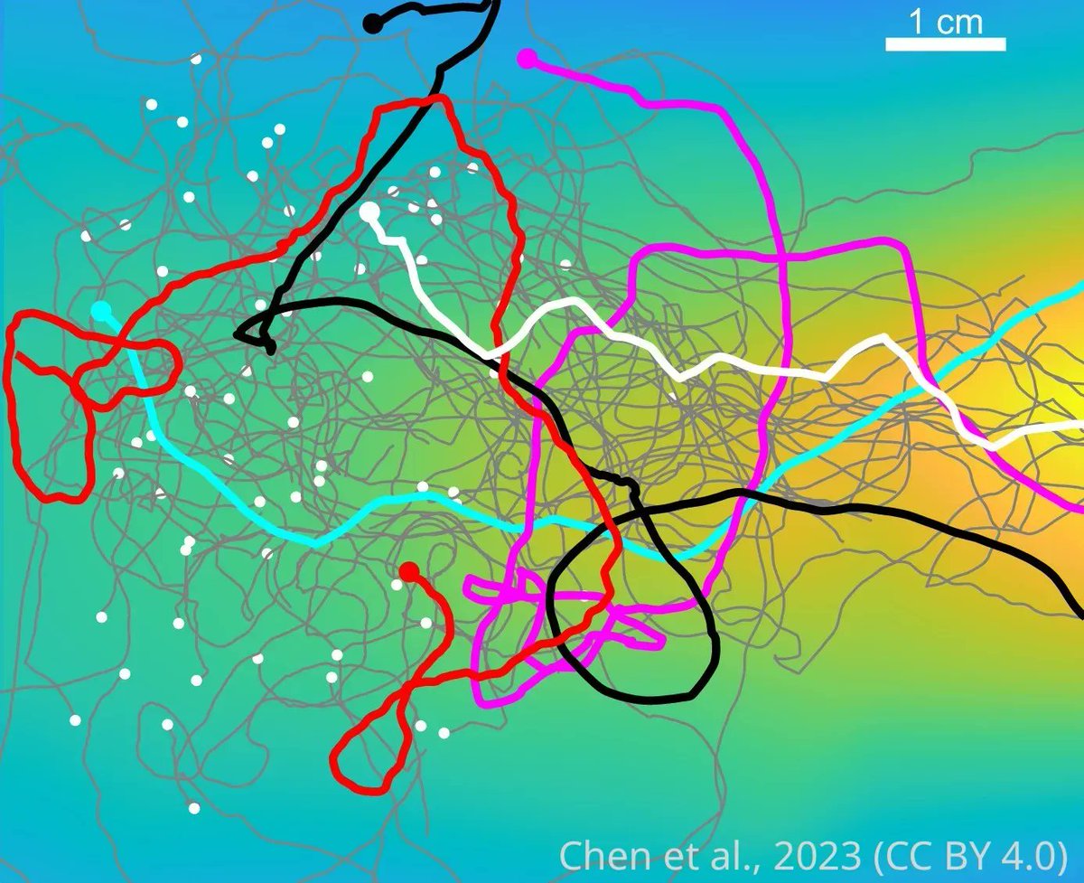 eLife's tweet photo. A new tool enables researchers to create stable odour landscapes for the study of chemotaxis in small animals. https://t.co/yLxWlWeMXL https://t.co/YmyDhFLZLO