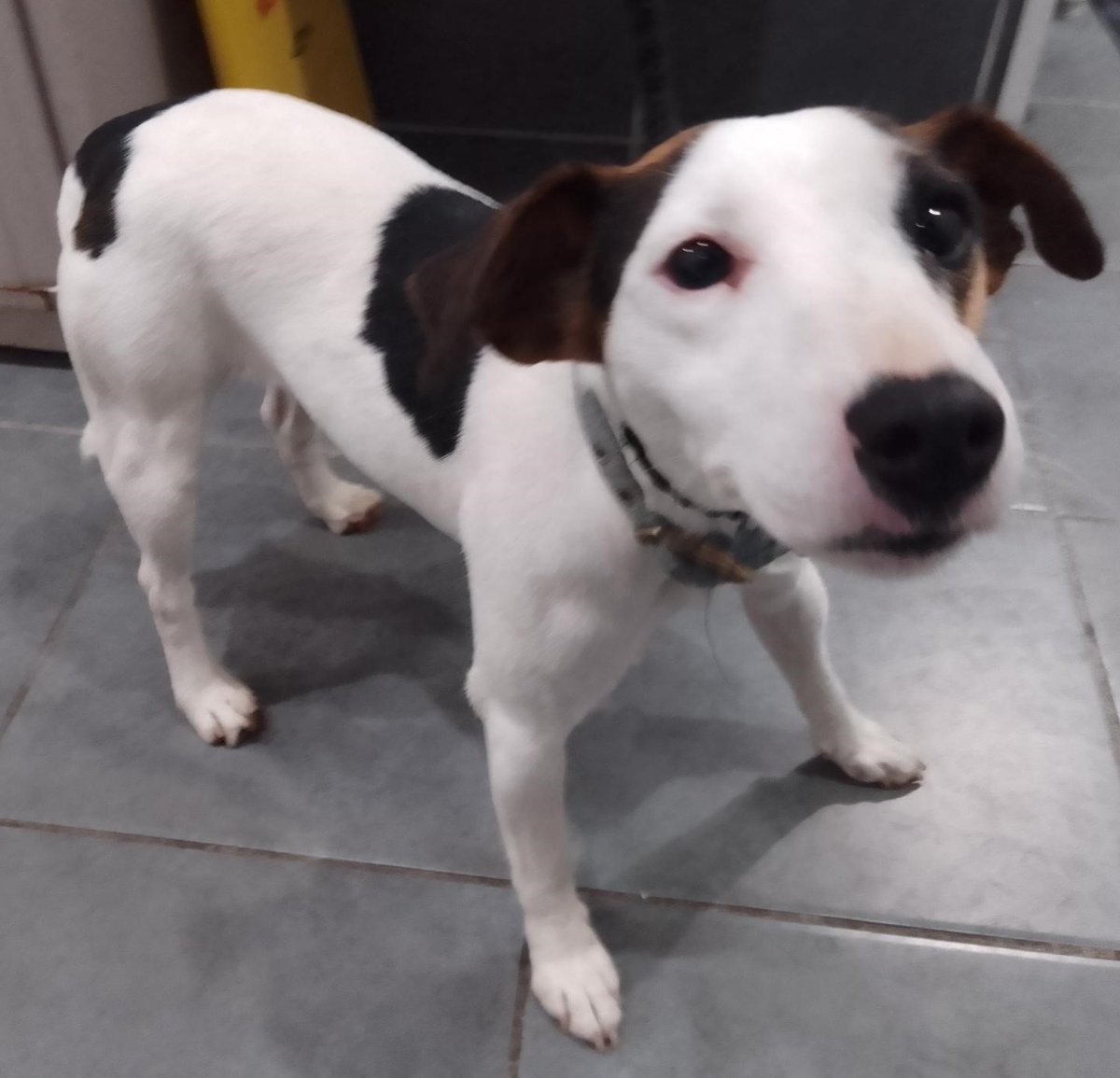 Please retweet to HELP FIND THE OWNERS OF THESE 2 STRAY DOGS FOUND #LONDON #UK Found 1 #HARROW small female terrier chip unregistered 2 #greenwich Jack Russell female no chip Now in council pounds for 7 days. They could be missing/stolen from other regions. Please share…