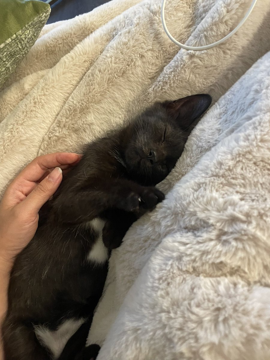 I adopted a kitten and her name is Nova!  🥹