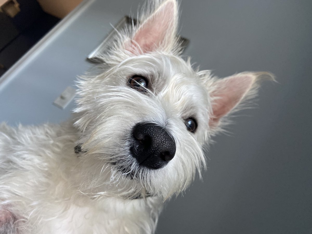 AliLanyonABC27's tweet photo. Tomorrow is #NationalDogDay and we're discussing our favorite breeds in the #SocialSip.  I sometimes think my Westie, Lulu, is the weirdest dog on the planet -- but I love her with all my heart! #27Daybreak  💜💜💜

@BrettThackABC27 -- how can you resist this face!?!? https://t.co/2etHnzDG80
