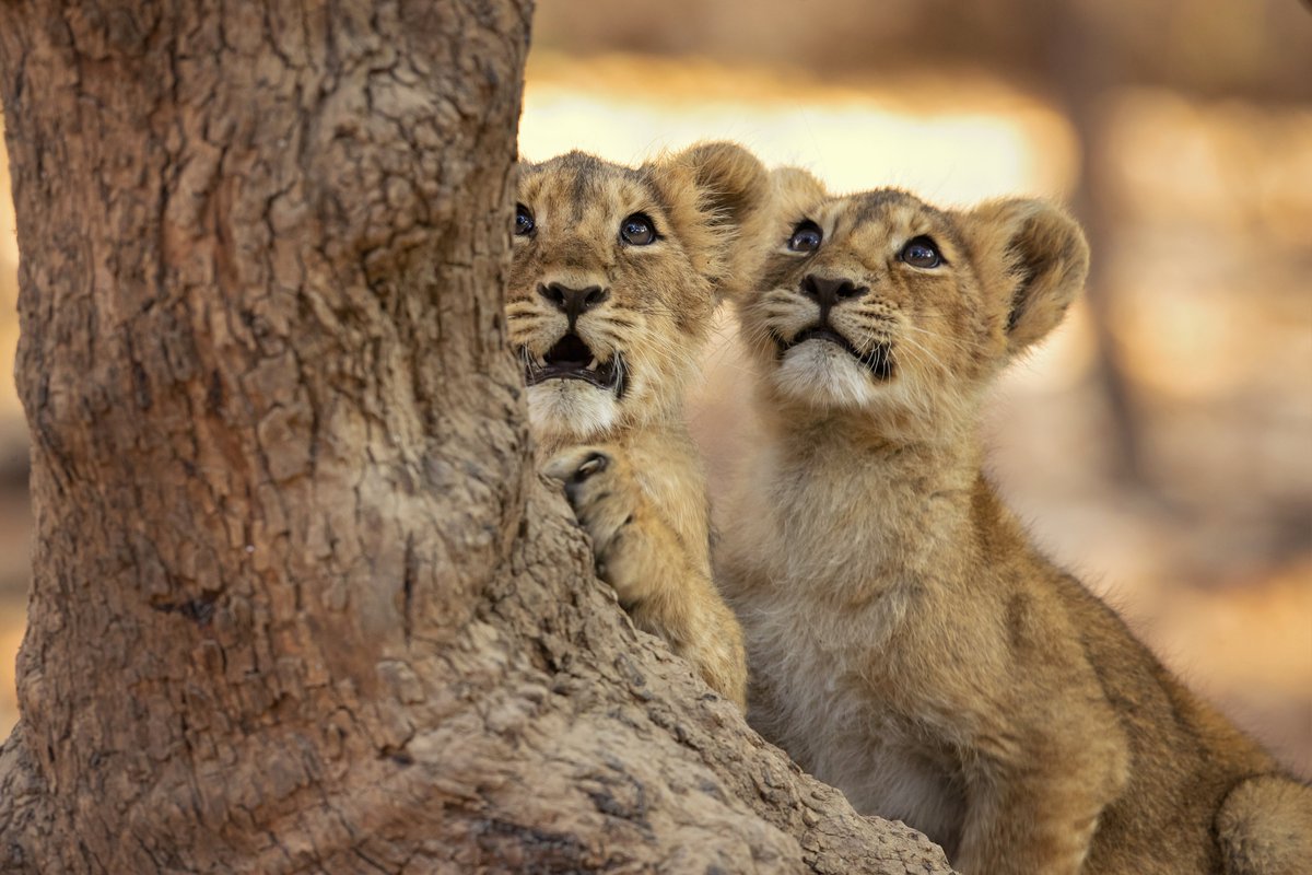 coxandkings_'s tweet photo. While the Bengal tiger may be its most famous resident, India is home to an impressive array of wildlife, such as langur monkeys, the rare, Asiatic lion, sloth bears, leopards, and more. ⁠Discover our Indian wildlife adventure: https://t.co/VTttJZFFlJ #VisitIndia #IndiaWildlife https://t.co/3HaIpDZ0eg