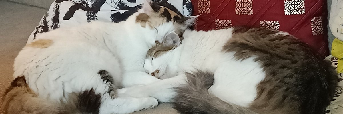 KekoShadow's tweet photo. @LolaLegged Here they are ! Just relaxing 😌 https://t.co/HcDtnSp1L9