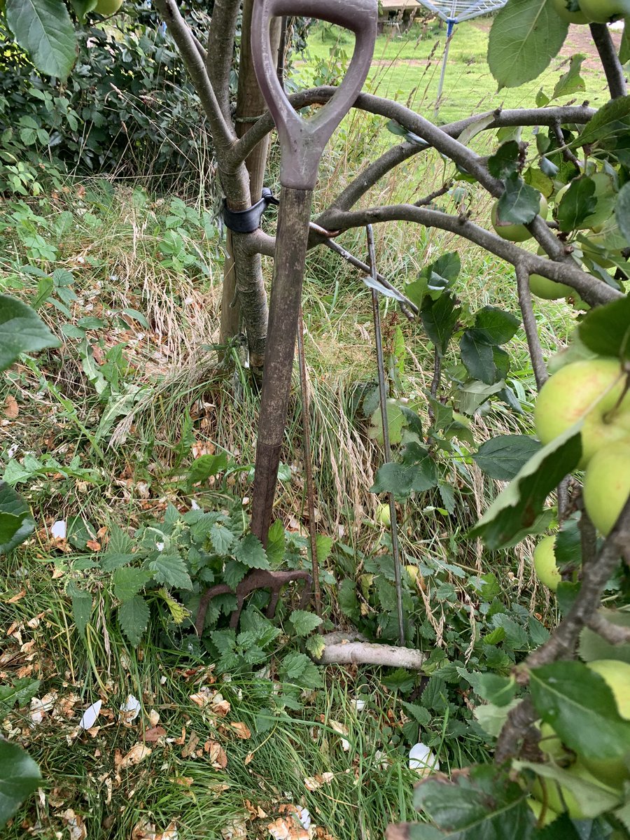 woolanthings's tweet image. Definitely an orthopaedic orchard, ridiculous that these metal splints aren’t allowed to used more than once so at least they get a second life as tree supports