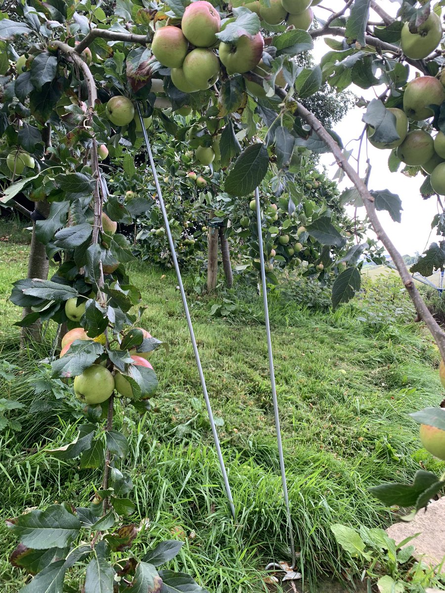 Definitely an orthopaedic orchard, ridiculous that these metal splints aren’t allowed to used more than once so at least they get a second life as tree supports