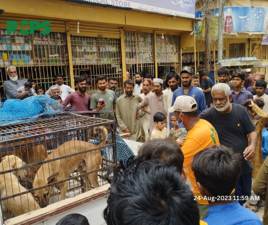RCPSindh's tweet photo. Day 443 ~ ✅ Catch ✅ Vaccinate ✅ Collar ✅ Mark ✅ Record

📍 Rahimabad Ahmad Shah Bukhari Road Liyari, District South Karachi.
📍 Godra Society, District East, Karachi.
📍 North Nizamabad Block L Jamia Masjid Hanzala near Queen's Garden, District Central, Karachi. https://t.co/gG9MXYmU5m