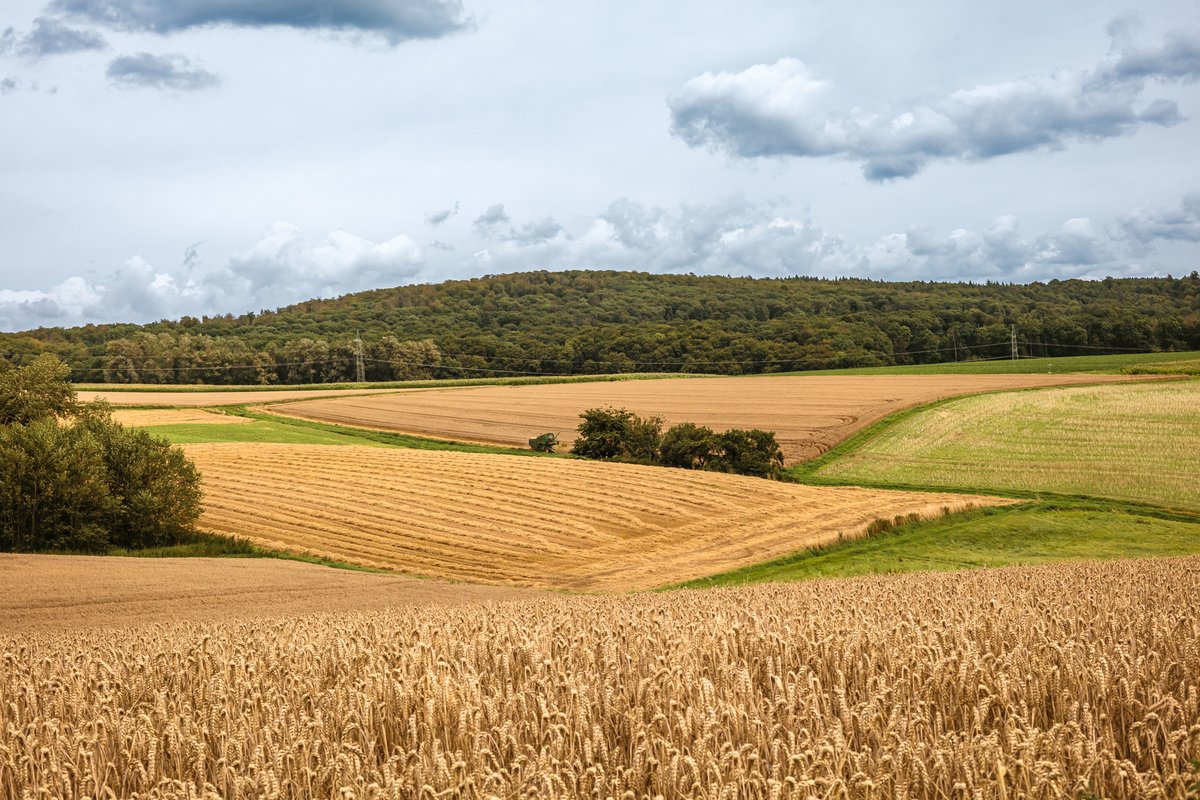 Blick über Felder im August.