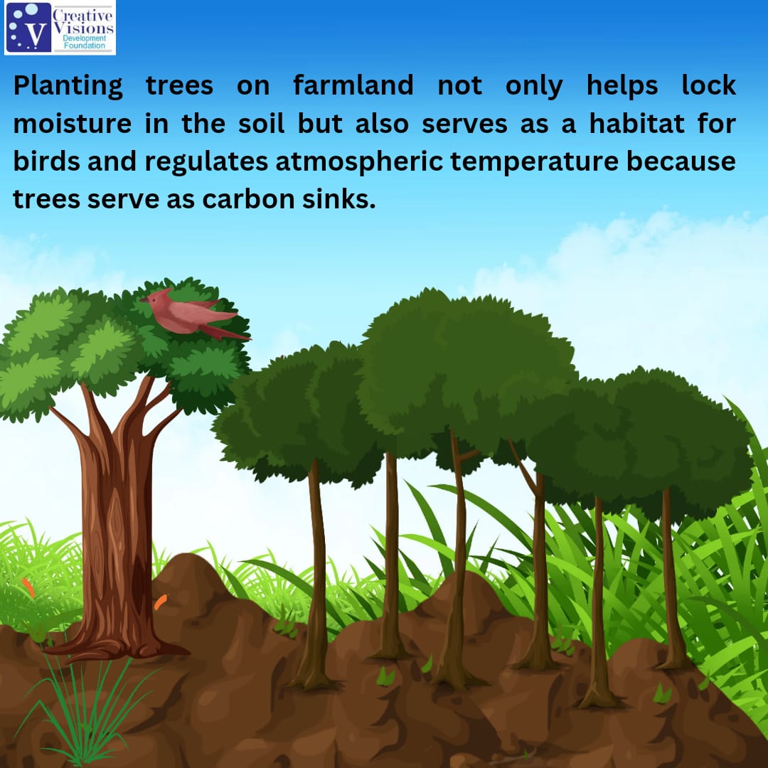 Trees 🌴 🎄 🌳 planting is an effort everyone must imbibe if we really want to save the earth from harsh effects of climate change.

#climatechange 
#ClimateAction 
#treesplanting 
#YACAProject
