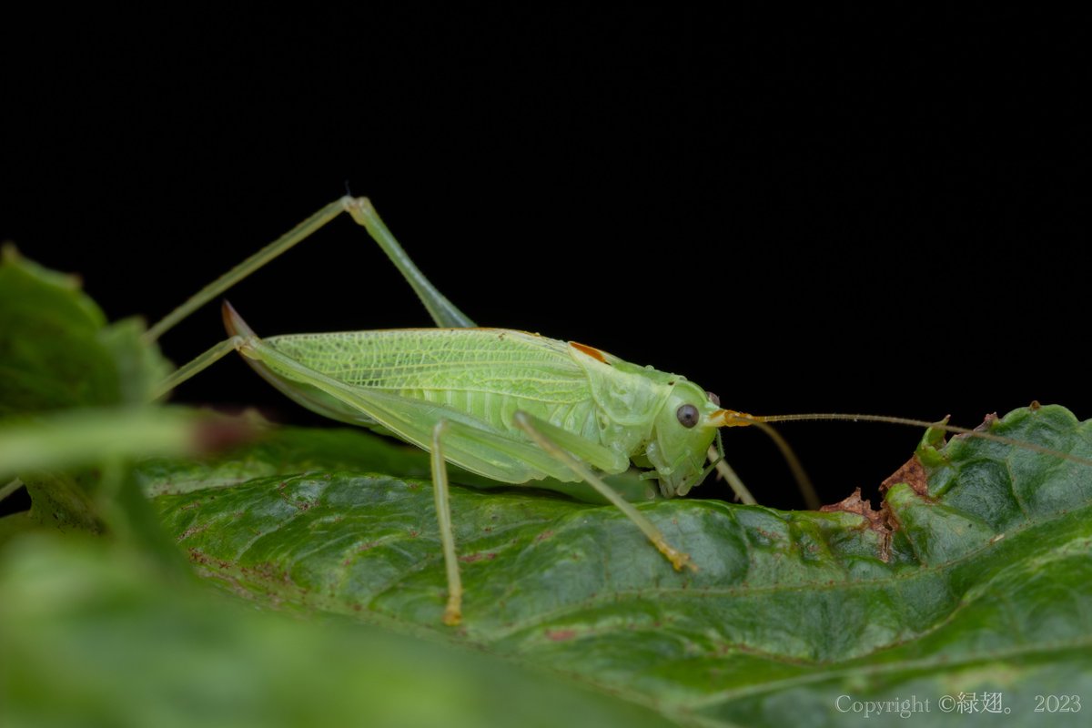 うおおおおおおお！！

ついに幻の大阪府産ムツセモンササキリモドキの撮影に成功しました。
記録も少なく府内では昔から中々採れないようで、公式記録としては自分の知る限りおそらく1992年を最後に得られていない？(もしかしたら見落としあるかも)ので、ワンチャン31年ぶりの発見の可能性も…。