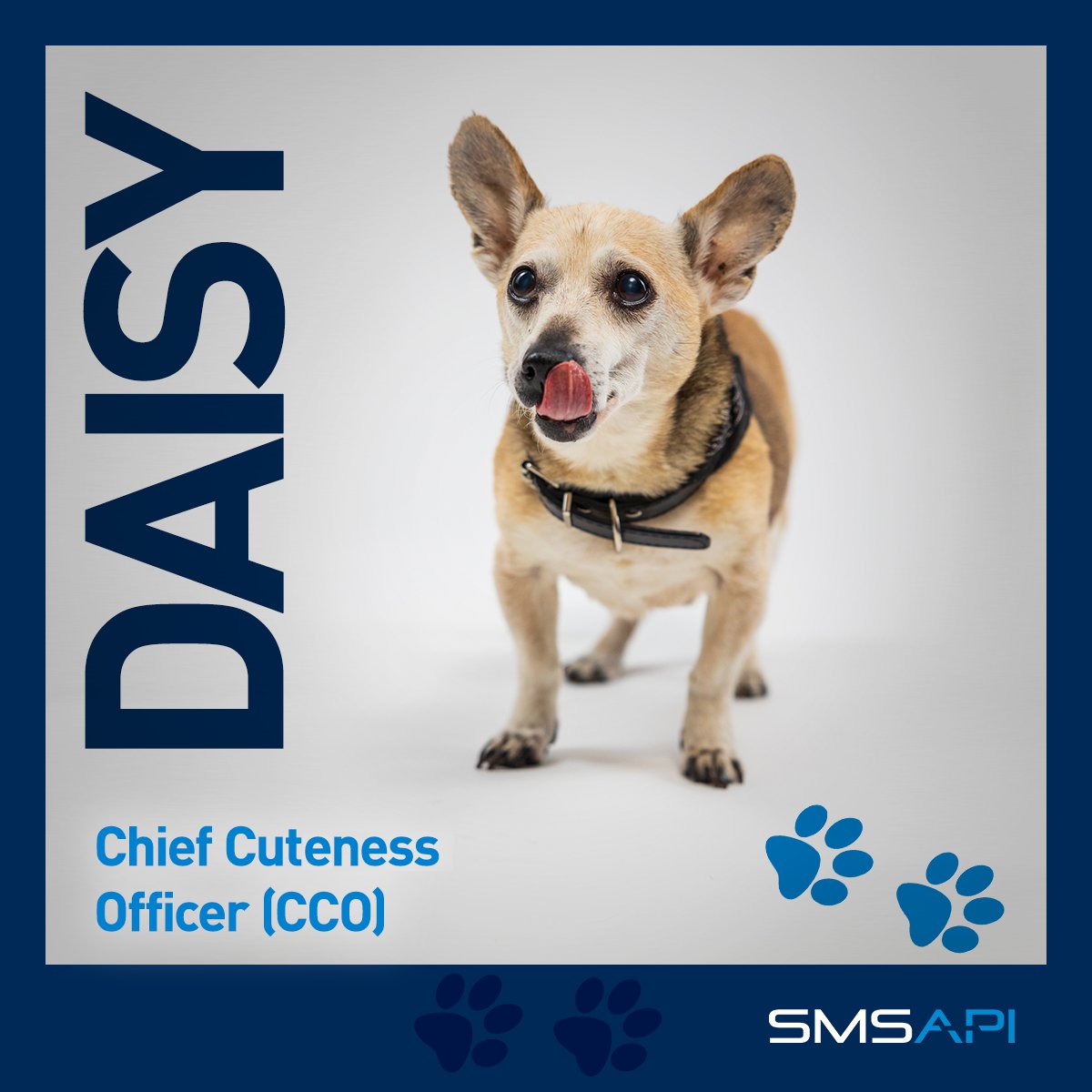 SMSAPI's tweet image. SMSAPI rośnie w psiłę!
Oficjalny #DzieńPsa dopiero w sobotę, ale co tam. Poznajcie: Daisy (Chief cuteness officer), Frediego (Junior softhair engineer), Lakiego (Barkend developer), Munia (Ball manager) i Tequilę (EAT systems administrator). #SMSAPI? Raczej #SPSAMI!