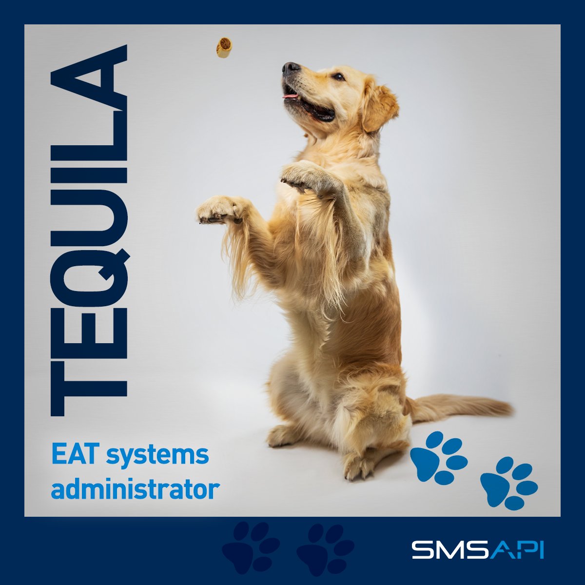 SMSAPI's tweet image. SMSAPI rośnie w psiłę!
Oficjalny #DzieńPsa dopiero w sobotę, ale co tam. Poznajcie: Daisy (Chief cuteness officer), Frediego (Junior softhair engineer), Lakiego (Barkend developer), Munia (Ball manager) i Tequilę (EAT systems administrator). #SMSAPI? Raczej #SPSAMI!