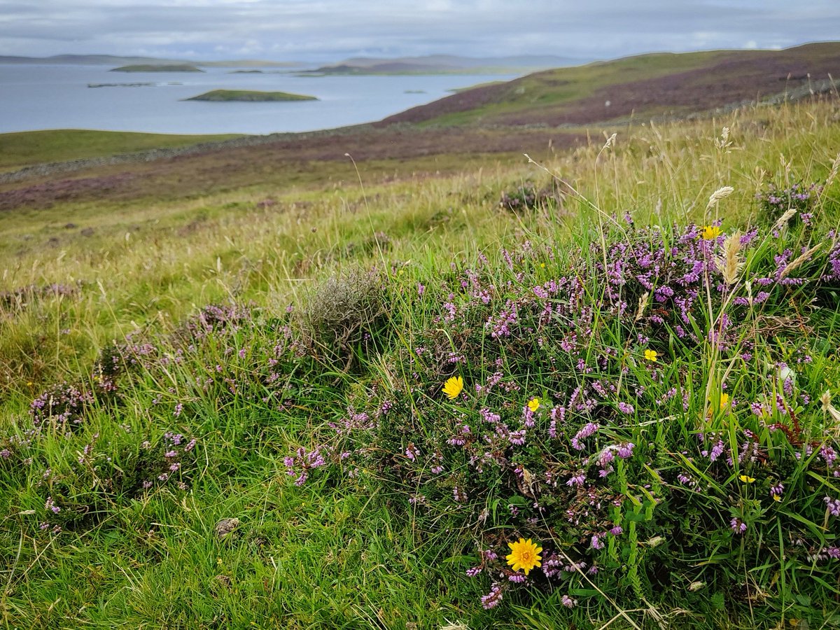 Purple and gold, radiant as they weave stories of summer's end across the hill #Shetland