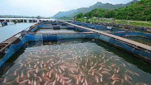 RicardoAlnso's tweet photo. La acuicultura utilizada estratégicamente también preserva la pesca extractiva https://t.co/9V3CTACK9e https://t.co/iHiQctdt08