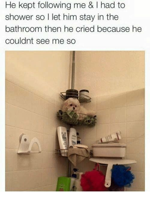 WholesomeMeme's tweet photo. https://t.co/MdYWllrbgq