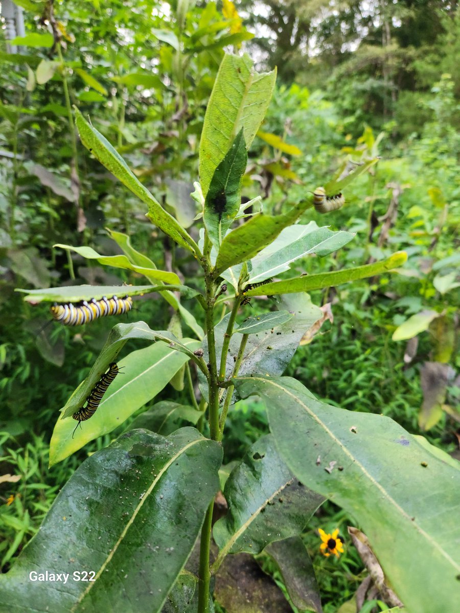 MuseumLara's tweet photo. #DailyHappy is finding monarch butterfly caterpillars on my milkweeds at last!!
#Garden #Butterflies 🐛🦋 https://t.co/kzPJoiNgDf