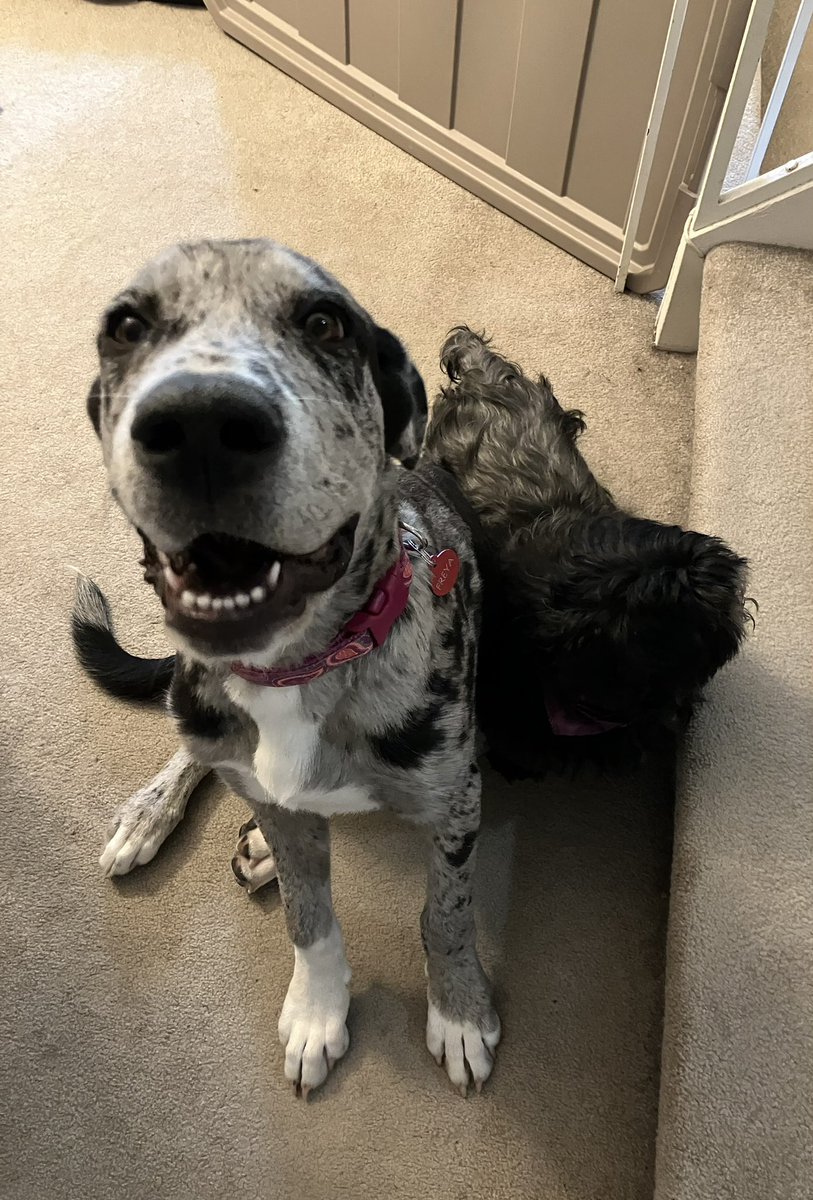 Haven’t posted in a while.  The big news is that we’ve adopted a Great Dane cross puppy who is keeping us very busy.  She’s now 4 and a half months and weighs about 55 pounds.  She is a sucky love muffin and I adore her.  Our Freya.❤️🐾