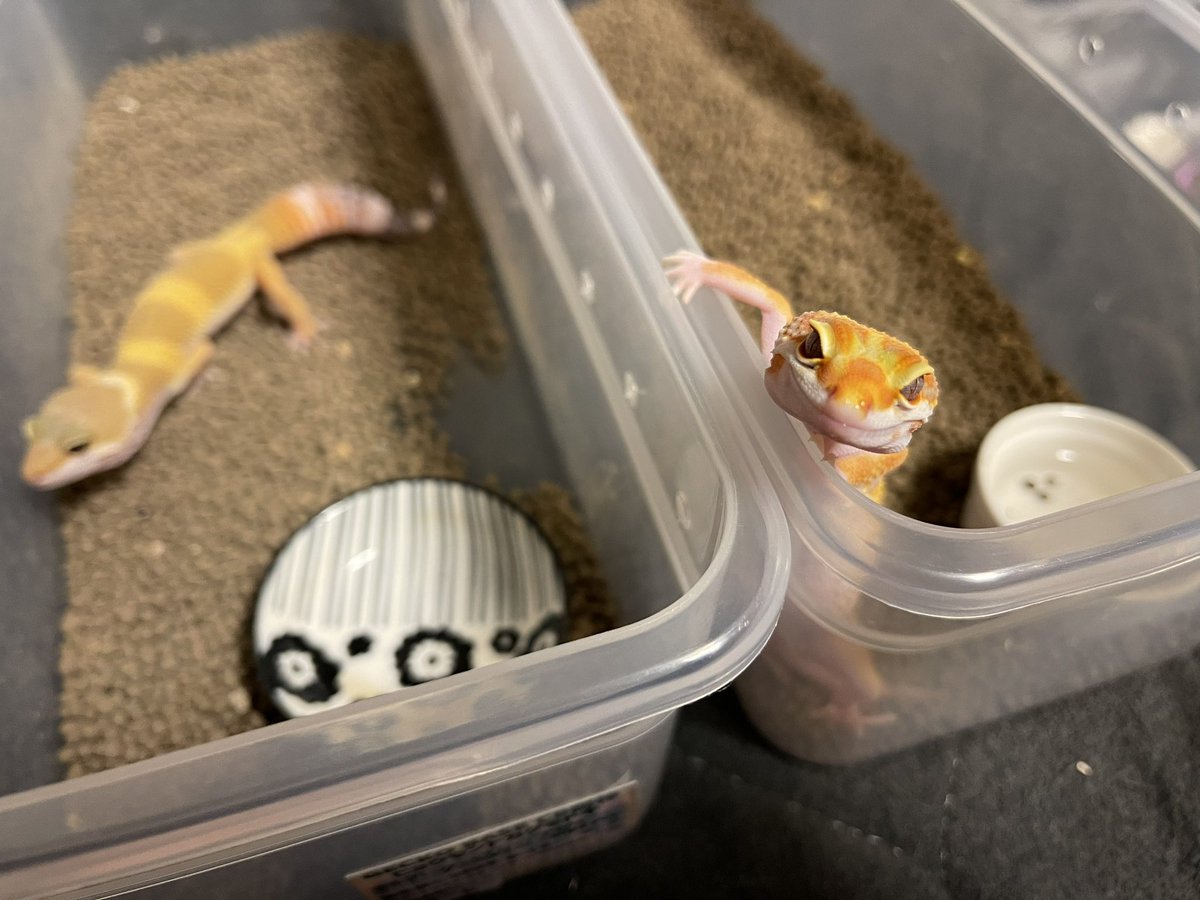mame_leopa's tweet photo. この前 #GECKOBASE さんでお迎えしたトレンパー君💛
名前は温玉くんに決定🥚
possジャイアントが「もだま」
去年のラプターが「白玉」だからね😁
明日明後日は周年祭🥳
皆様、楽しんできて下さい🥲 https://t.co/ljdvBae2YW