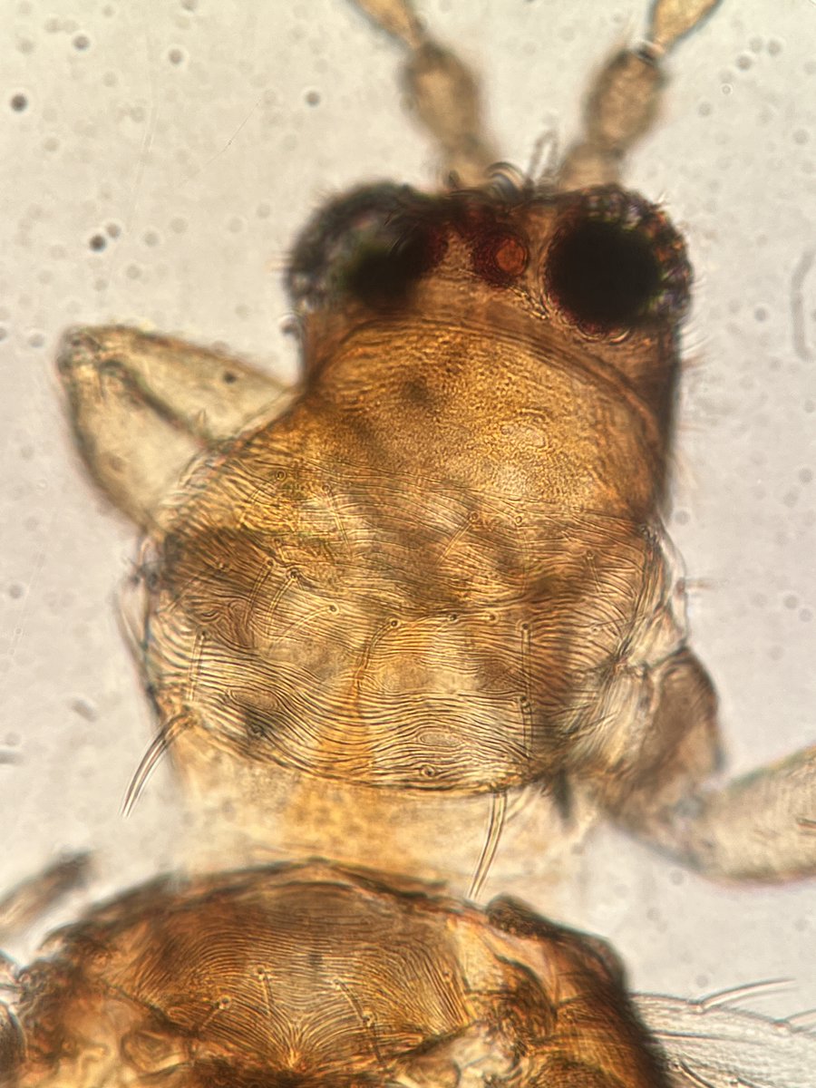 Tom Bilbo tweet media