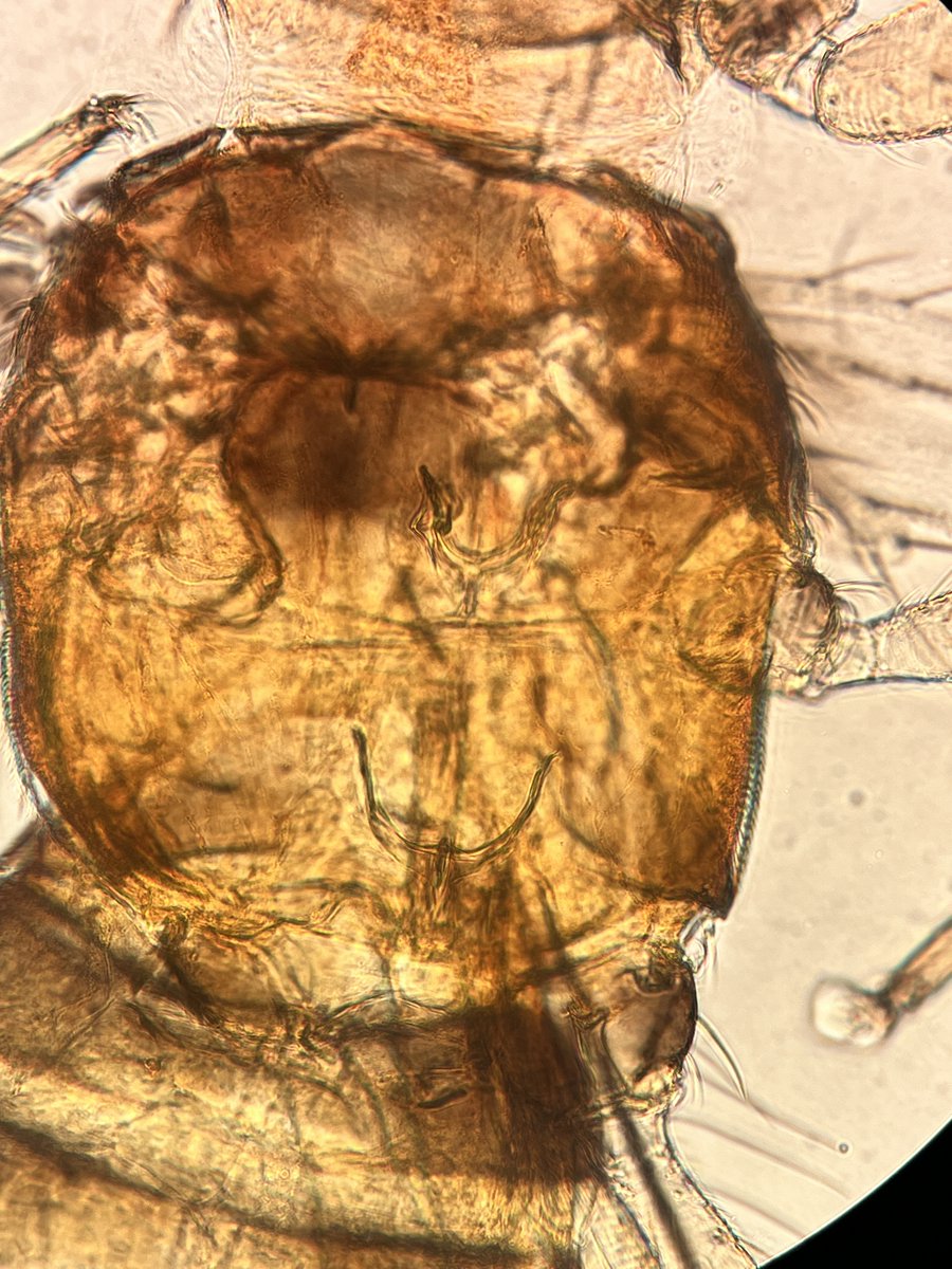 Tom Bilbo tweet media