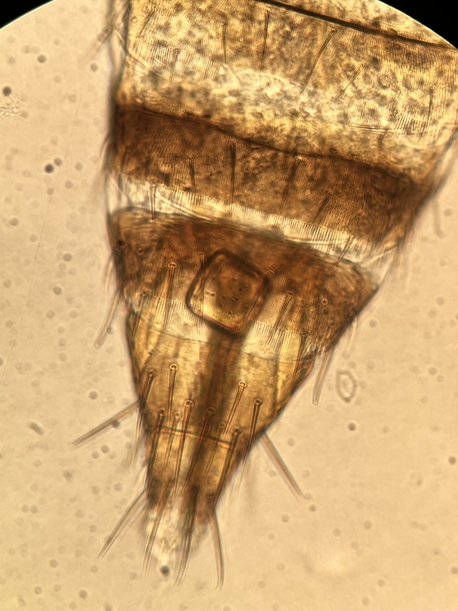 Tom Bilbo tweet media