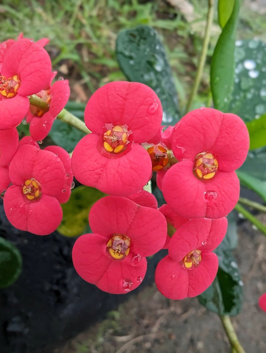 WEzekoli's tweet photo. @Techriztm Pixel 7 pro https://t.co/uE1pnllB6u