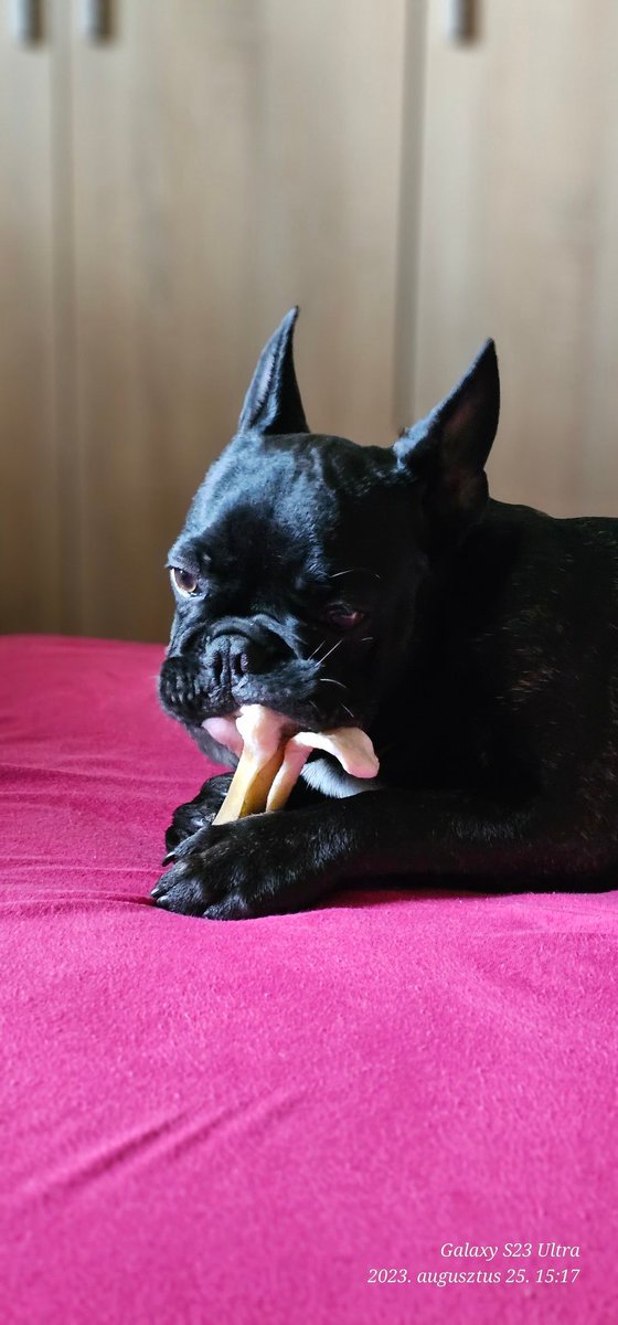 brumollis's tweet photo. Yoda és én🐶
#cool #strenght #bodybuilding
#fitness #muscle #athletics #sport
#calisthenics #fit #edzés #tattoo
#crossfit #health #purenatural
#mood #tattooed #trainings
#kettlebell #aerob #workout
#holiday #trip #tattooideas #travel #dog #frenchbulldog #cutedog https://t.co/QECEH8nOLu