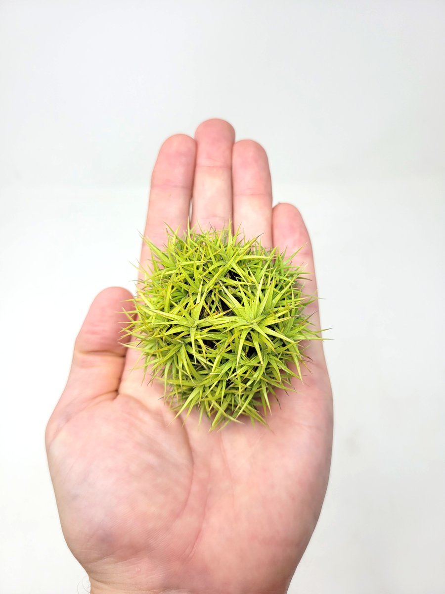 Rainforest Flora tweet media