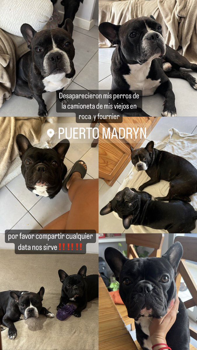 NOS ROBARON LOS PERROS‼️ pasó en roca y fournier frente a farmacia patagonica, puerto madryn! Una chica vio cómo los metían en un auto. Por favor compartir necesitamos contactar gente que halla estado por la zona cerca de las 19 3 y halla podido ver algo.