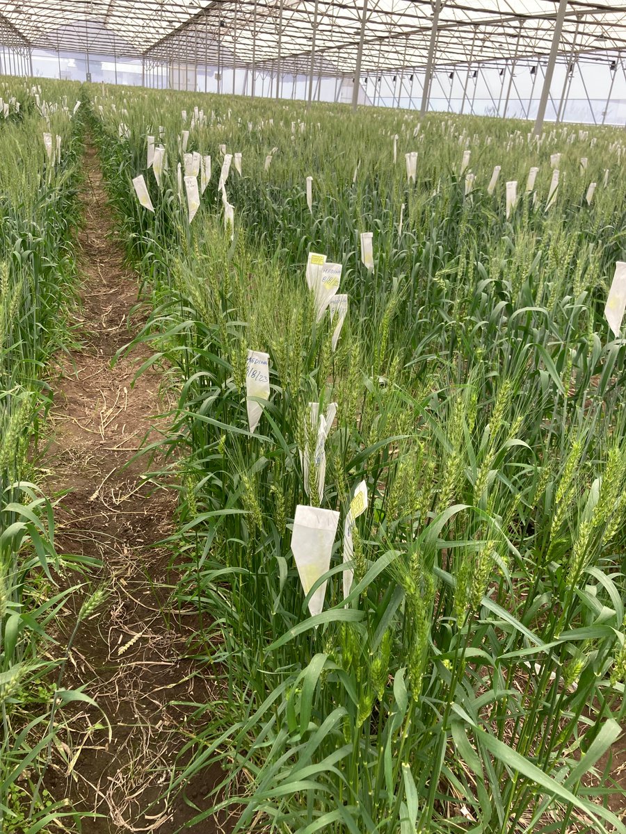 Francisco Piñera tweet media