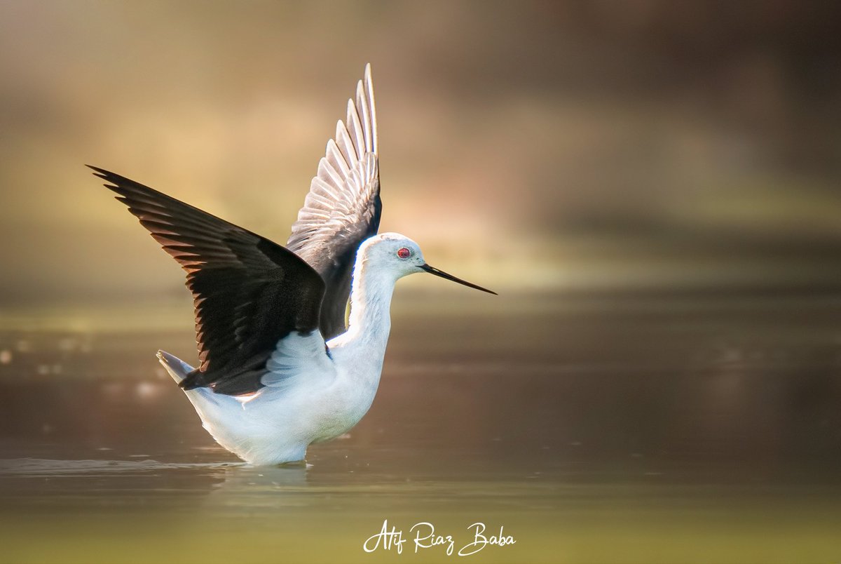 atif_riaz_baba's tweet photo. Black Winged stilt 
#ThePhotoHour #Britnatureguide #IndiAves  #BBCEarth #BBCWildlifePOTD #photography #photooftheday #pakistan https://t.co/CgSiJCuy4U
